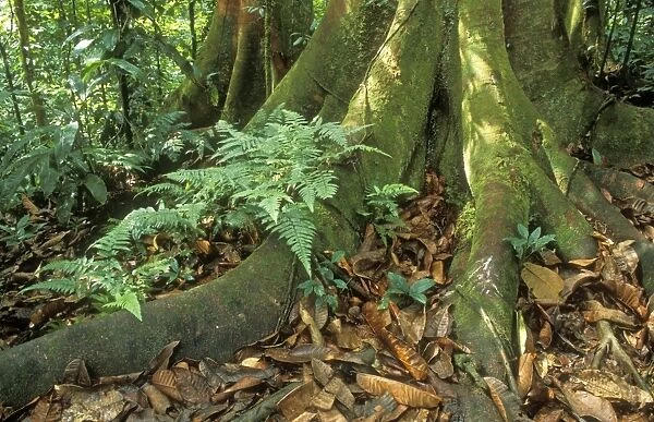 Rainforest Buttress & surface roots, Corcovado National Park, Costa Rica