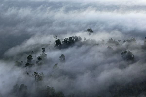 Rainforest canopy in a thick mist at dawn; helicopter view; Sabah, Borneo, Malaysia; morning in June. Ma39. 3087