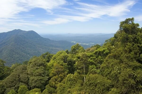 Rainforest canopy - view over the canopy of a subtropical rainforest towards the pacific coast - Dorrigo National Park, Central Eastern Australian Rainforest World Heritage Area, New South Wales, Australia
