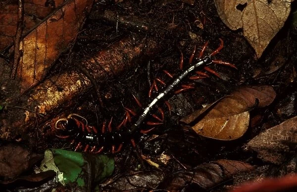 A rainforest centipede