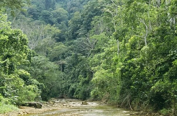 Rainforest CMB 722 Riverbed in Orosi Valley, Tapanti National Park, San Jose, Costa Rica. © Chris Martin Bahr  /  ARDEA LONDON