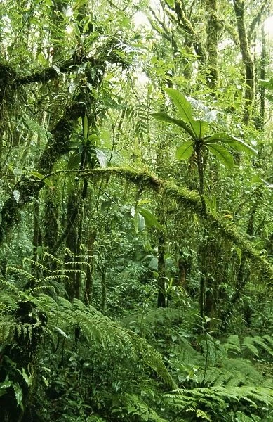 Rainforest CMB 733 Regenwald, Puntarenas, Costa Rica Monteverde Cloud Forest Preserve. © Chris Martin Bahr  /  ARDEA LONDON