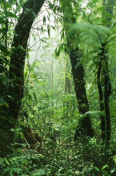 Rainforest DAD 1156 Continuous dampening the rich vegetation by engulfing cloud, Monteverde Cloud Forest Reserve, Costa Rica. © David Dixon  /  ARDEA LONDON