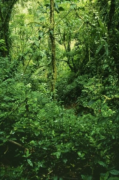 Rainforest DAD 1161 Cloud forest where cloud bathes the vegetation on most days, leaving it dark, cool and moist. Monterverde National Park, Costa Rica. © David Dixon  /  ARDEA LONDON