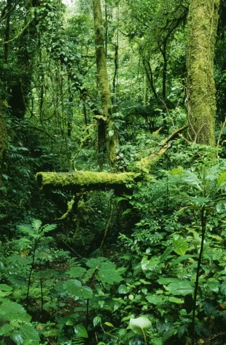 Framed Print : Rainforest DAD 1164 Mixed lush vegetation at Monteverde rain forest reserve, Costa Rica. © David Dixon / ARDEA LONDON Framed Print : Rainforest DAD 1164 Mixed lush vegetation at Monteverde rain forest reserve, Costa Rica. © David Dixon / ARDEA LONDON