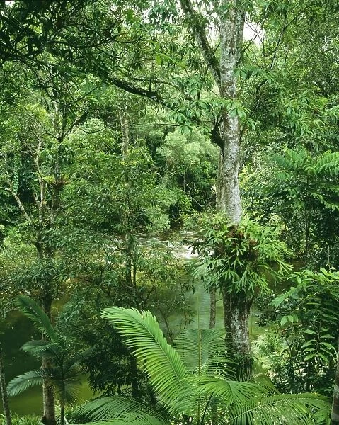 Rainforest - Daintree National Park, Mossman Gorge Section