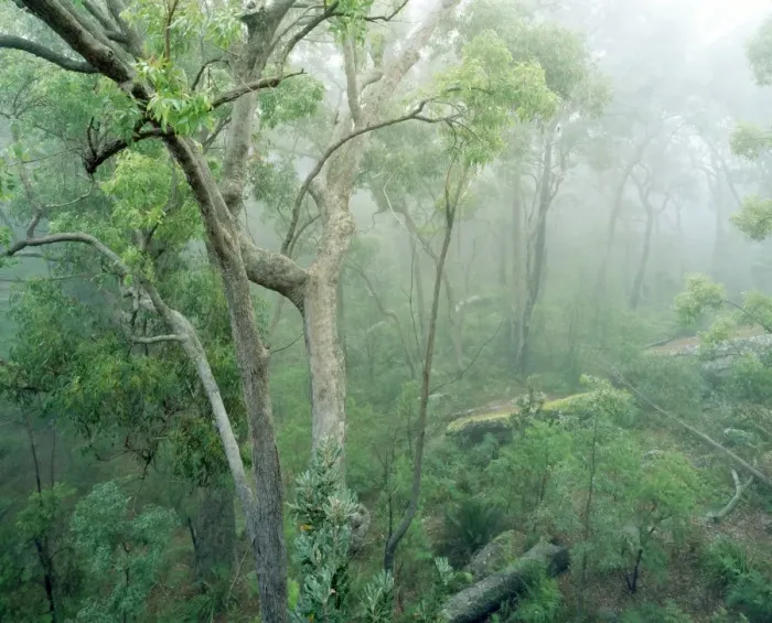 Framed Print : Rainforest - Eucalyptus & Angophora floribunda - Eucalypt forest on eastern slope of Gt. Dividing Range - Kangaroo Valley - New South Wales - Australia