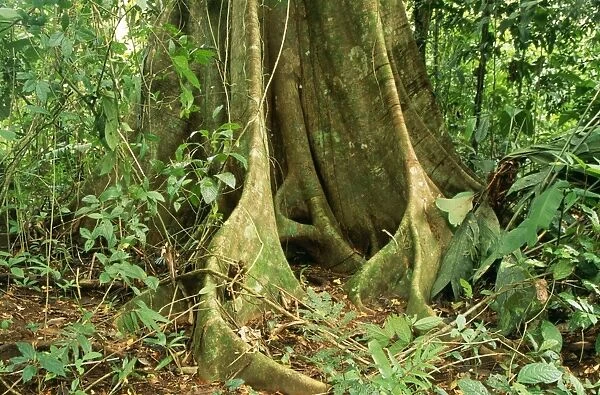 Rainforest Fig tree, butress roots, Costa Rica