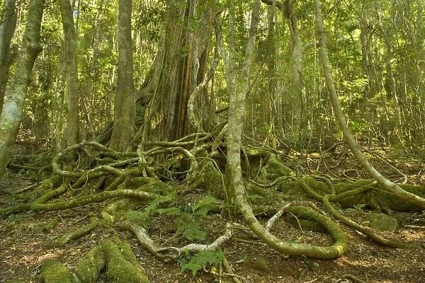 rainforest giant - impressive rainforest tree with hugh buttress roots entwined with airy roots of the Strangler Fig. When enough of the Strangler Fig's roots have anchored in the ground