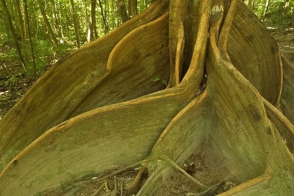 rainforest giant - impressive specimen of a Tulip Oak with hugh buttress roots. They give the tree additional stability and supply it with additional water and nutrients - Daintree National Park, Wet Tropics World Heritage Area, Queensland