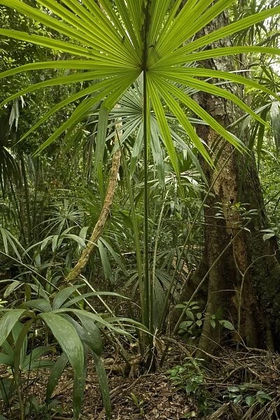 Rainforest Guatemala