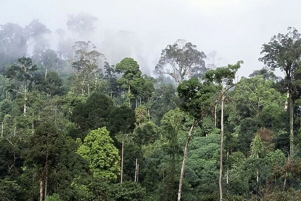 Rainforest - lowland dipterocarp, morning mist, dawn. Conservation area. Borneo