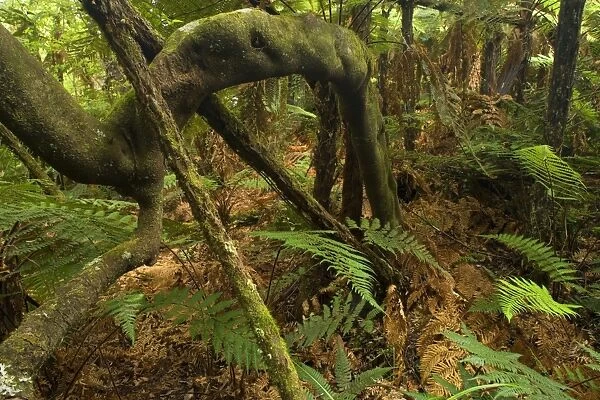 Rainforest lush temperate rainforest with ferns and twining roots of a big Kamahi tree Coromandel Peninsula, North Island, New Zealand