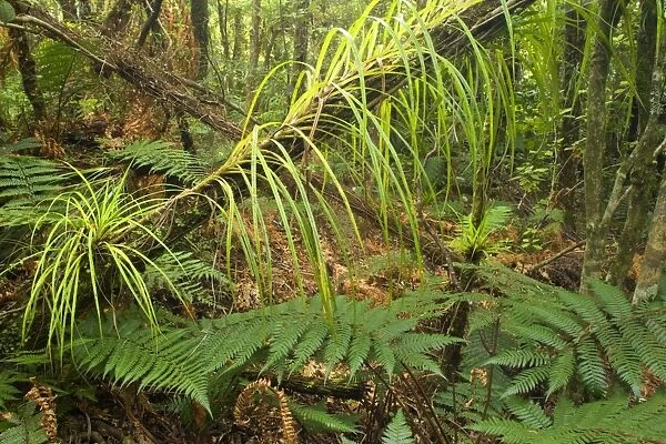 Rainforest lush temperate rainforest with ferns and many ephiphytic plants Coromandel Peninsula, North Island, New Zealand