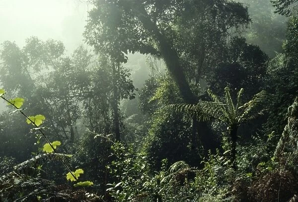 Rainforest Madagascar