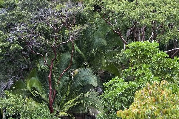 Rainforest - Mexico