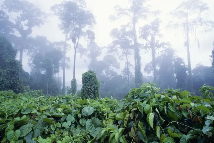 Framed Print : Rainforest - morning mist, Lowland Dipterocarp. Danum conservation area, Sabah, Borneo Framed Print : Rainforest - morning mist, Lowland Dipterocarp. Danum conservation area, Sabah, Borneo