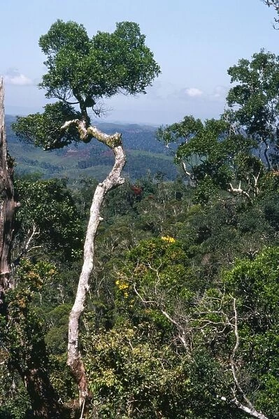 Rainforest Perinet Madagascar