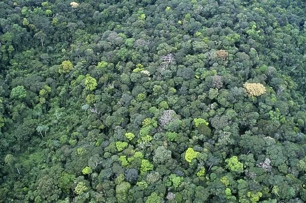 Rainforest PPG 1109 Guyana © Pascal Goetgheluck  /  ARDEA LONDON