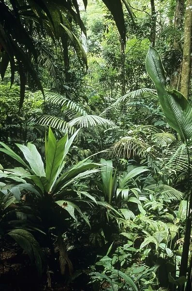 Rainforest - primary fprest La Selva Biological Station, Costa Rica