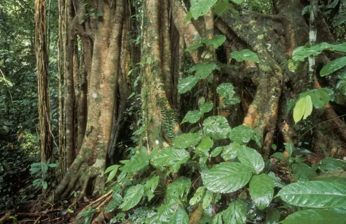 Framed Print : Rainforest - Primary Rainforest, Strangler fig. Danum Valley Conservation area, Sabah, Borneo Framed Print : Rainforest - Primary Rainforest, Strangler fig. Danum Valley Conservation area, Sabah, Borneo