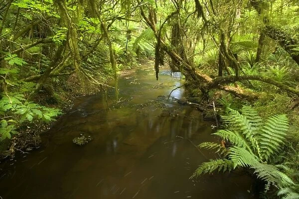 Rainforest - river flowing through lush temperate rainforest with different kinds of ferns and native trees - Catlins, Southland, South Island, New Zealand