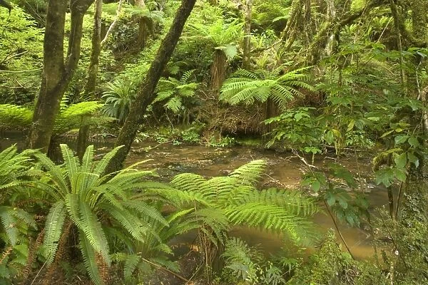 Rainforest river flowing through lush temperate rainforest with different kinds of ferns and native trees Catlins, Southland, South Island, New Zealand