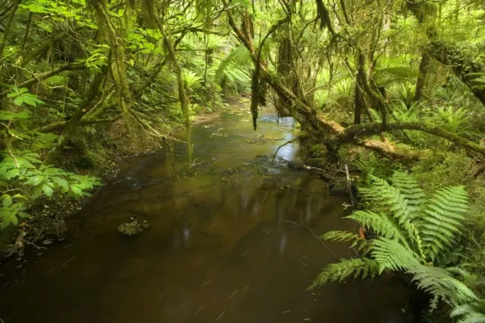 Framed Print : Rainforest - river flowing through lush temperate rainforest with different kinds of ferns and native trees - Catlins, Southland, South Island, New Zealand Framed Print : Rainforest - river flowing through lush temperate rainforest with different kinds of ferns and native trees - Catlins, Southland, South Island, New Zealand
