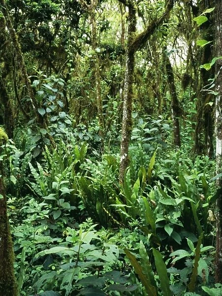 Rainforest ROG 9187 Scalesia cloud forest with ferns & other Epiphytes. 1000m, on Santa Cruz, Galapagos Islands. © Bob Gibbons  /  ARDEA LONDON
