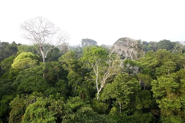 Rainforest - upstream from Puerto Maldonado, the Tambopata Nature Reserve (officially called the Tambopata-Candamo Reserve Zone, or TRZ) is a massive tract of humid subtropical rainforest in the department of Madre de Dios