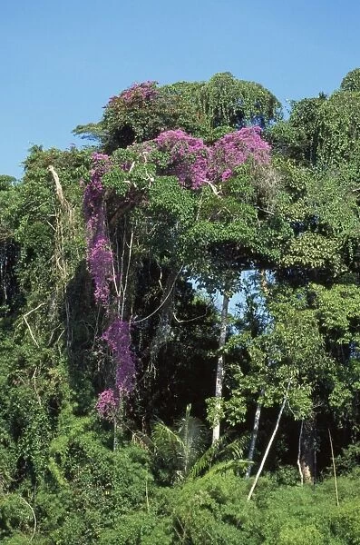 Rainforest - vine in bloom Amazon Basin, Manu National Park, Peru