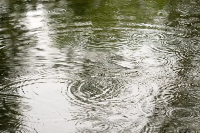 Framed Print : Raining - rain drops on pond summer 2007. Norfolk UK Framed Print : Raining - rain drops on pond summer 2007. Norfolk UK