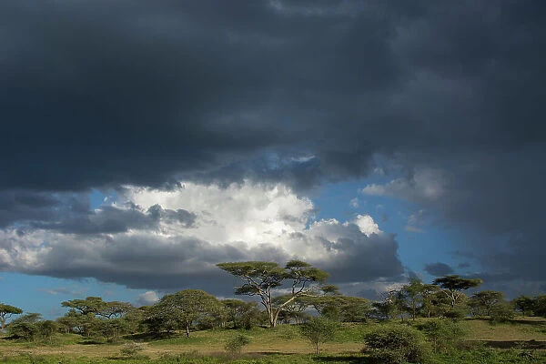 Rainstorm approaching Ndutu, Ngorongoro Conservation Area, Serengeti, Tanzania. Date: 14-02-2019