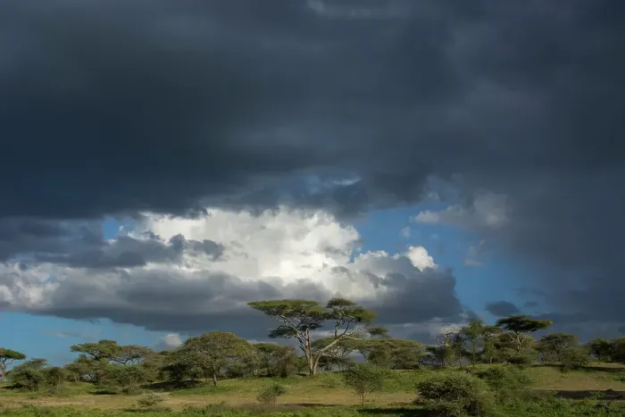Framed Print : Rainstorm approaching Ndutu, Ngorongoro Conservation Area, Serengeti, Tanzania. Date: 14-02-2019 Framed Print : Rainstorm approaching Ndutu, Ngorongoro Conservation Area, Serengeti, Tanzania. Date: 14-02-2019
