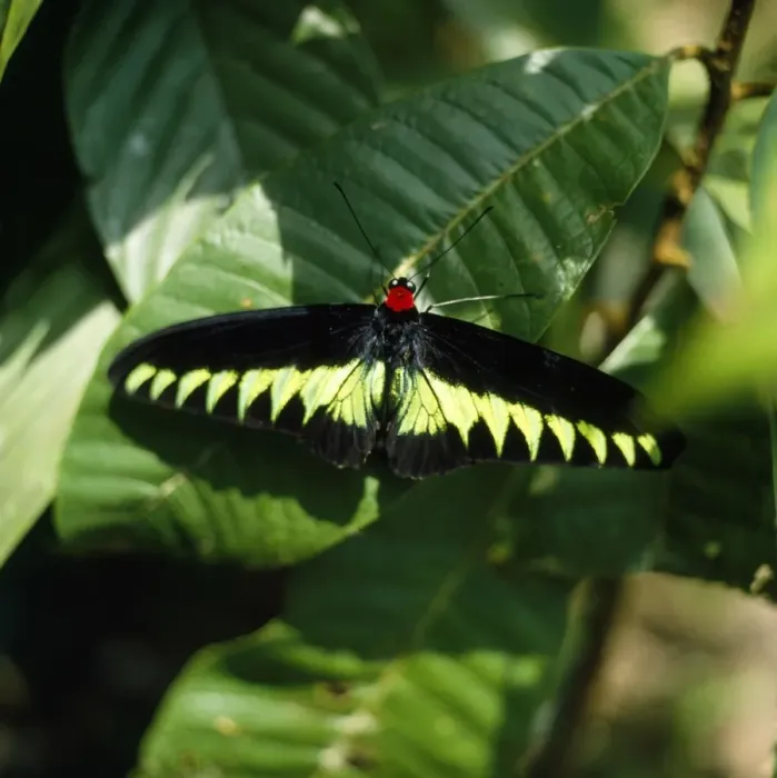 Framed Print : Rajah Brooke's Birdwing Butterfly Borneo Framed Print : Rajah Brooke's Birdwing Butterfly Borneo
