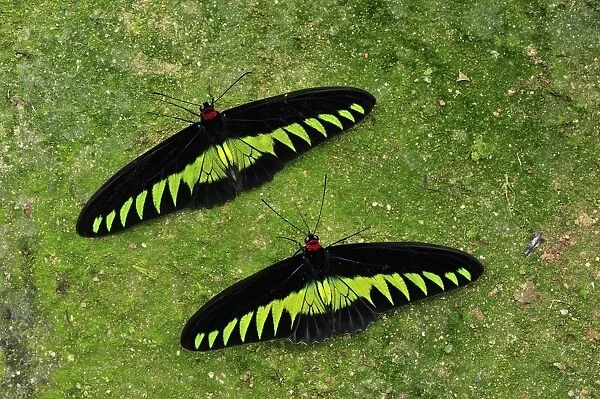 Rajah Brooke's Birdwing - Papilionid butterfly - male - Cameron Highlands - West Malaysia