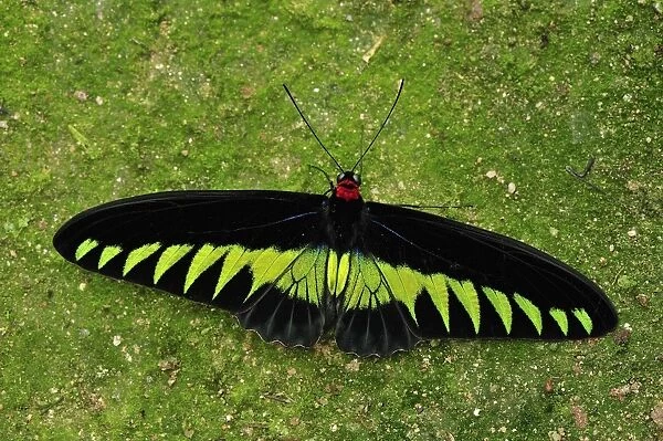 Rajah Brooke's Birdwing - Papilionid butterfly - male - Cameron Highlands - West Malaysia