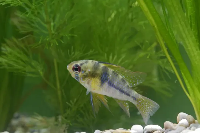 Framed Print : Ram / Blue ram / Butterfly cichlid – female side view by weeds –s America UK Framed Print : Ram / Blue ram / Butterfly cichlid – female side view by weeds –s America UK