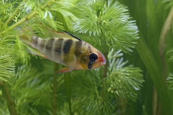 Ram  /  Blue ram  /  Butterfly cichlid – male side view in weeds –s America UK