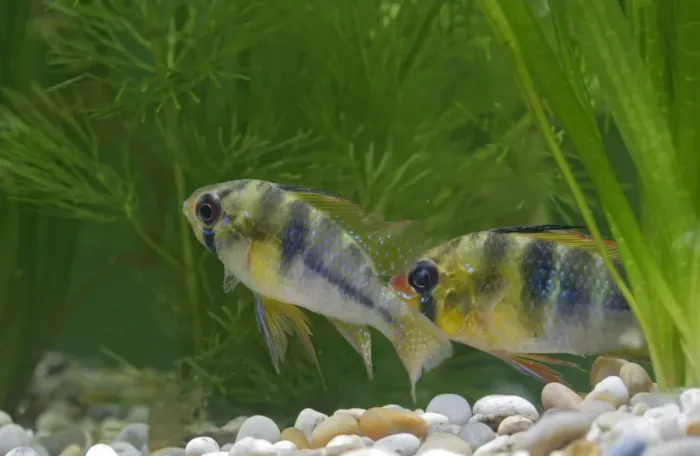 Framed Print : Ram / Blue ram / Butterfly cichlid – pair by weeds –s America UK Framed Print : Ram / Blue ram / Butterfly cichlid – pair by weeds –s America UK