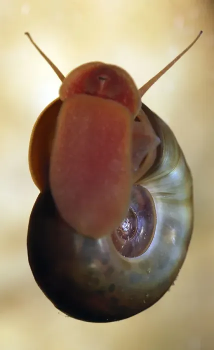 Framed Print : Ramshorn Pond Snail - crawling up the glass of an aquarium licking up algae Framed Print : Ramshorn Pond Snail - crawling up the glass of an aquarium licking up algae