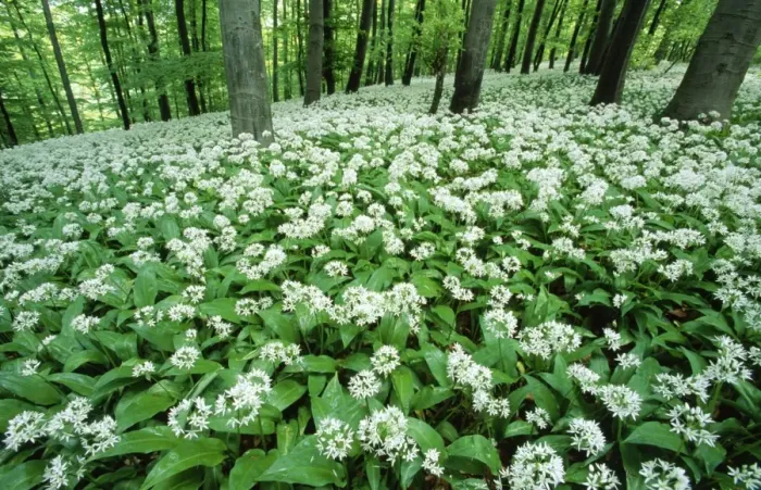 Framed Print : Ramsons - in beech woodland Framed Print : Ramsons - in beech woodland