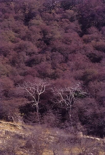 Ranthambhor Forest in spring, Ranthambhor National Park, India