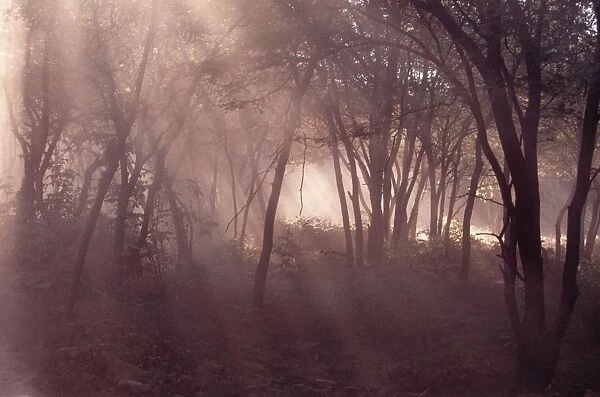 Ranthambhore National Park - Sunrays coming through forest Rajasthan, India