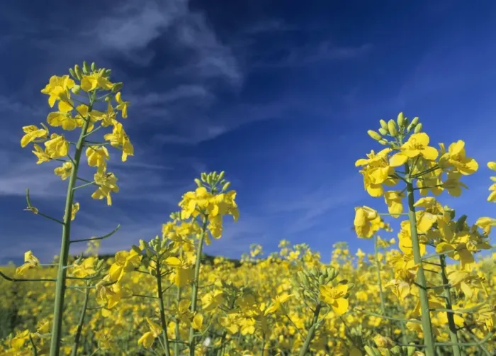 Framed Print : Rape blossoms bright yellow coloured in full bloom Baden-Wuerttemberg, Germany Framed Print : Rape blossoms bright yellow coloured in full bloom Baden-Wuerttemberg, Germany