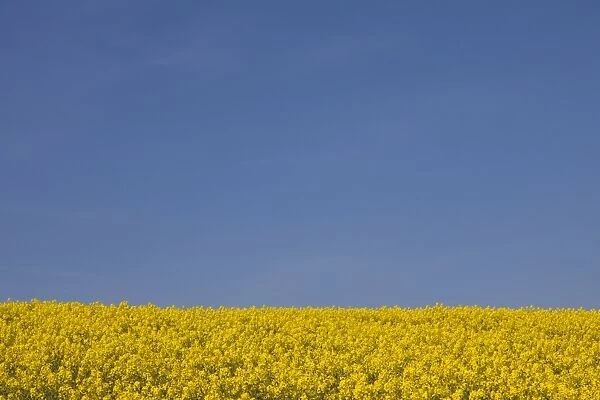 Rape field in full flower Germany