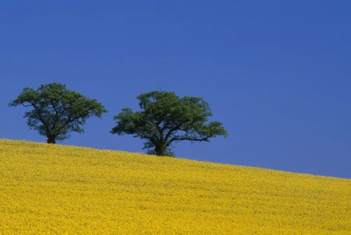 Framed Print : Rape fields - Essex - UK LA001793 Framed Print : Rape fields - Essex - UK LA001793
