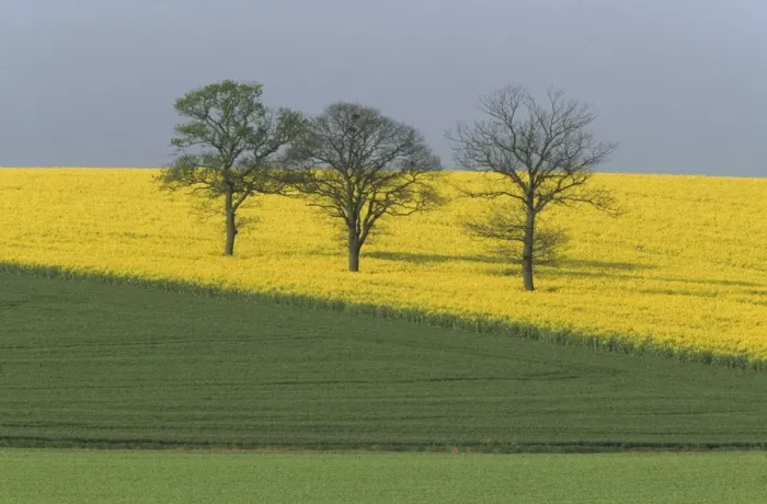 Framed Print : Rape Fields and Trees - Essex, UK LA002162 Framed Print : Rape Fields and Trees - Essex, UK LA002162