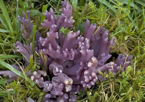 A rare club fungus, in old grassland. Violet