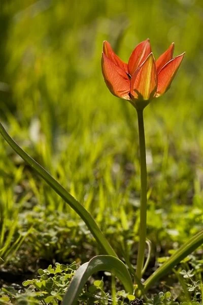 Rare endemic cretan tulip  /  Doerfler's Tulip